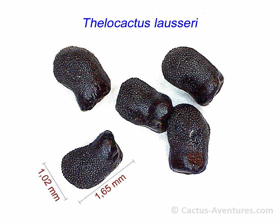 Thelocactus lausseri